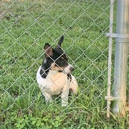 Boy 2 - Teddy Roosevelt Terrier puppy in Robards, Kentucky from Dream Tree Kennel