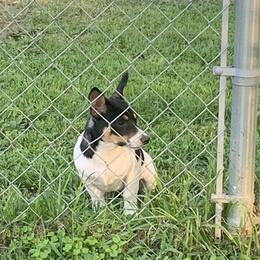 Boy 2 - Teddy Roosevelt Terrier puppy in Robards, Kentucky from Dream Tree Kennel