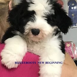 Old English Sheepdog Puppies from Bizzeeboots OES