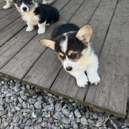 Pembroke Welsh Corgi Puppies from Newlands Insane Danes and Corgis