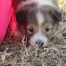 Shetland Sheepdog Puppies from September Morning Shelties