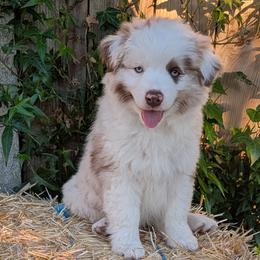 Justice - Red merle male Miniature Australian Shepherd puppy in Marysville, Washington from Garay Mini Aussies