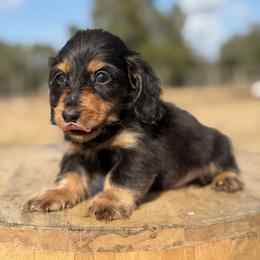 Nougat (Financing Available) - Black and tan male Dachshund puppy in Inverness, Florida from Canaan Farm Corgis