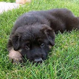 German Shepherd Puppies from Shakers