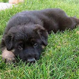 German Shepherd Puppies from Shakers