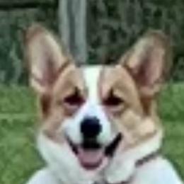 Rein - Pembroke Welsh Corgi