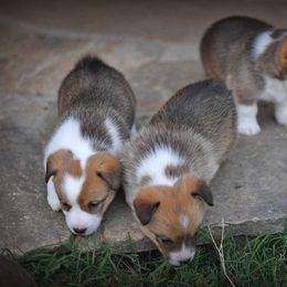 Pembroke Welsh Corgi Puppies from Dream Corgis