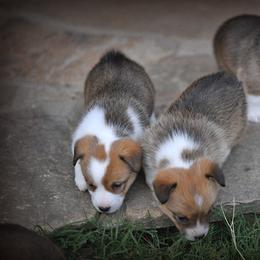 Pembroke Welsh Corgi Puppies from Dream Corgis