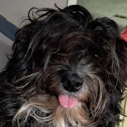 Soraya - Havanese