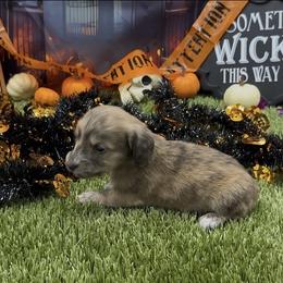 Cream Brindle Longhair - Cream male Dachshund puppy in Killeen, Texas from Southern Dachshunds