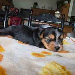 Bear - Black and gold male Yorkshire Terrier puppy in Lakeland, Florida from You Me & The Yorkies