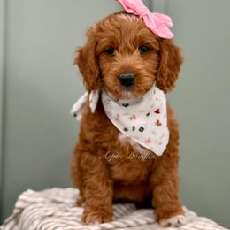 Meadow (Pink collar) - Apricot female Goldendoodle puppy in Salem, Utah from Aspen Doodles