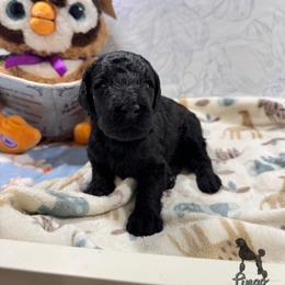 Canyon - Black male Poodle puppy in Beaumont, Texas from Lingo Standard Poodles