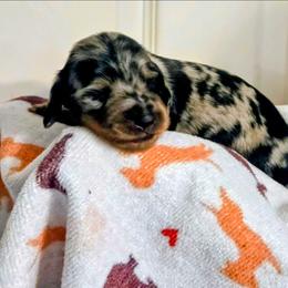 Marmalade candy - Dapple female Dachshund puppy in Roseville, California from Denver's Golden Dashies