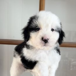 Dasher - Black tri-color male Aussiedoodle puppy in Heber City, Utah from Junipersdoodles