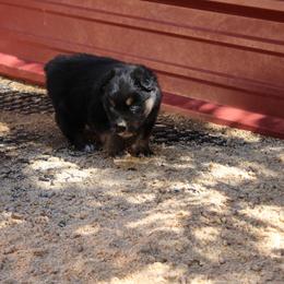 Mackenzie - Black tri-color male Australian Shepherd puppy in Sonoita, Arizona from Gardner Canyon Kennels