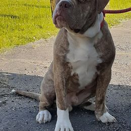 Alapaha Blue Blood Bulldog Puppies from Eclipse Alapaha Kennels