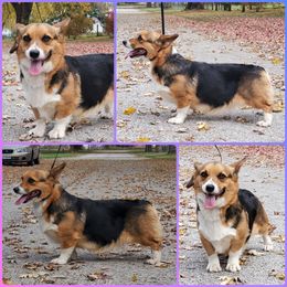 Beagle, Cardigan Welsh Corgi, and Pembroke Welsh Corgi All Grown Up from SM Corgis