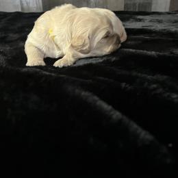 Bwindi - Golden female Golden Retriever puppy in Adair, Oklahoma from Rejoice Retrievers
