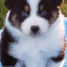 Australian Shepherds and Treeing Walker Coonhounds from Bluegrass BET Aussie’s