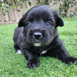 Moose - Black male Pomsky puppy in Southern California, California from SoCal Pomskies LLC