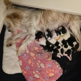 Yorkshire Terrier puppies from Tiny Paws Dachshund Yorkies & Dorkies