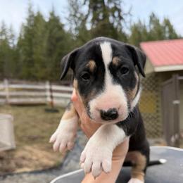 Mist - Black tan and white male Bull Terrier puppy in Sprauge, Washington from Mark My Words Bull Terriers