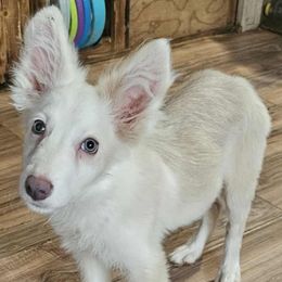 Cream Boy - White and gold male Border Collie puppy in Seguin, Texas from Geronimo Creek Border Collies