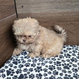 Male 2 - Liver male Shih Tzu puppy in Meadows Of Dan, Virginia from Walt’s Shih Tzus