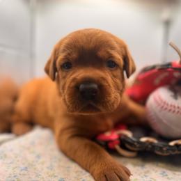 Anna - Yellow female Labrador Retriever puppy in Carlsbad, New Mexico from ECMO Farm Dalmatians & Labrador Retrievers