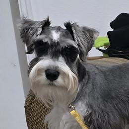 Miniature Schnauzers from Suncoast Miniature Schnauzers