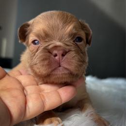 Corky - Fawn male French Bulldog puppy in Porter, Texas from Whatabulldog