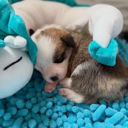 Yellow collar - Sable female Pembroke Welsh Corgi puppy in Wheatland, California from Emerald Corgis
