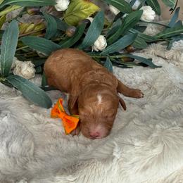 Orange Collar - Red female Cavapoo puppy in South Jordan, Utah from Simply Sweet Paws. LLC