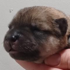 Zoey, Teal Collar - Fawn female Eurasier puppy in Lakewood, Ohio from Exquisite Eurasier