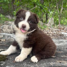 Conner - Red & white male Miniature Australian Shepherd puppy in Berryville, Arkansas from 2Lazy2P Mini Aussies