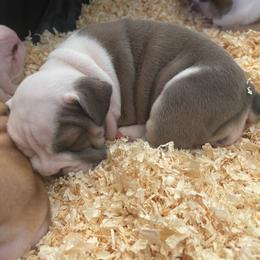 Glenda - Fawn and white female Bulldog puppy in Tremonton, Utah from Snuggle Pups