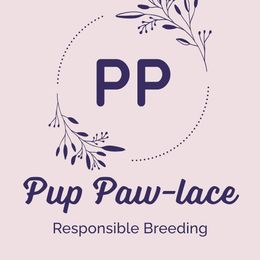 Shih Tzu puppies from Pup Paw-lace