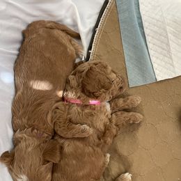 Goldendoodle and Poodle Puppies from Angel’s Goldendoodle Pups
