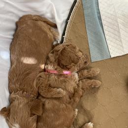 Goldendoodle and Poodle Puppies from Angel’s Goldendoodle Pups