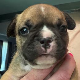 Beck - Fawn and white female French Bulldog puppy in Franklin, Pennsylvania from Falco’s Frenchies
