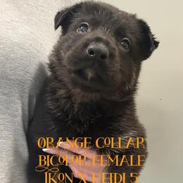 Orange collar - Bi-color female German Shepherd puppy in Canterbury, Connecticut from Nachtwaechter German Shepherds, LLC