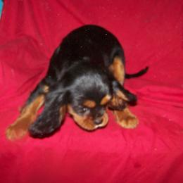 Cavalier King Charles Spaniel, Cocker Spaniel, and Xoloitzcuintli Puppies from Shasta Spots and Solids