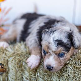 Charlotte - Blue merle female Toy Australian Shepherd puppy in Granbury, Texas from Best Little Aussies