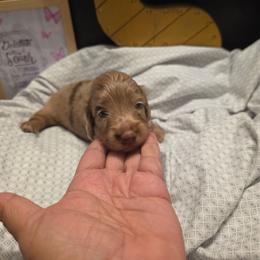 Elsa - Dapple female Dachshund puppy in Las Piedras from New Empire Kennels