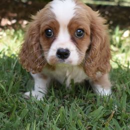 Lawyer - Blenheim male Cavalier King Charles Spaniel puppy in Lula, Georgia from Cavaliers by Crumley
