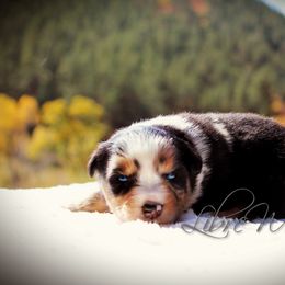 Australian Shepherd Puppies from Libre Winds Australian Shepherds
