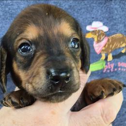 John-Green - Red male Dachshund puppy in Frankfort, Kentucky from Gigi's Dachshunds