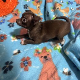 Penny - Chocolate and white female Chihuahua puppy in Pounding  Mill, Virginia from Rosa's Chihuahuas