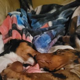 Chihuahua and Dachshund Puppies from Hope's pups